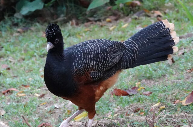 Blue-billed Curassow