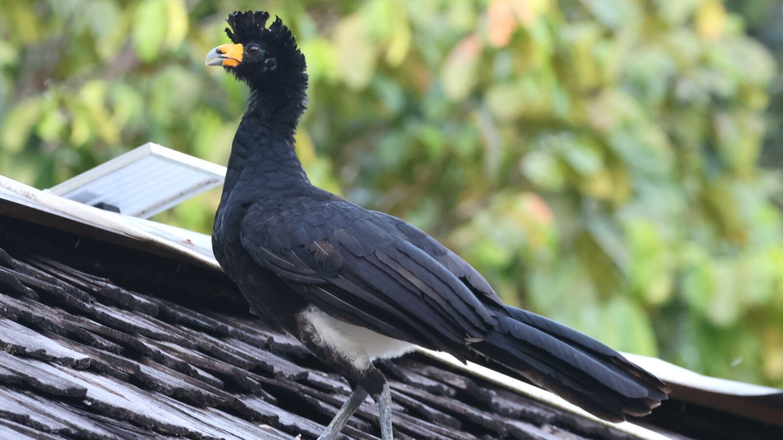 Black Curassow