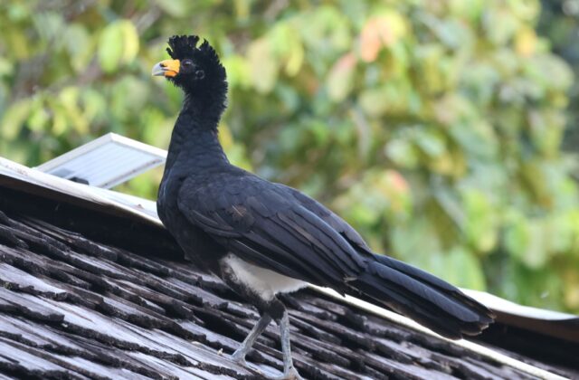 Black Curassow