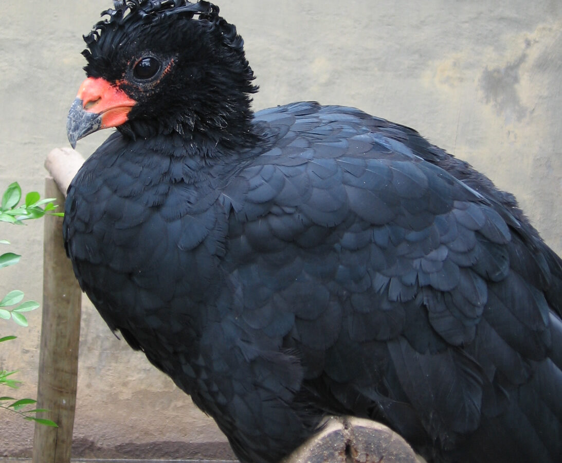 Red-billed Curassow