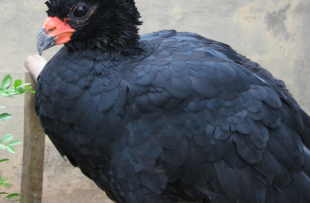 Red-billed Curassow