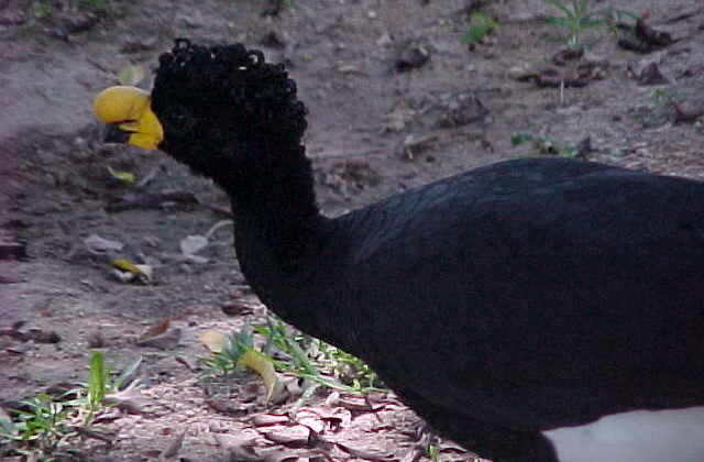 Yellow-knobbed Curassow