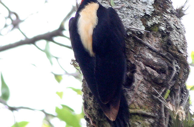 Cream-backed Woodpecker