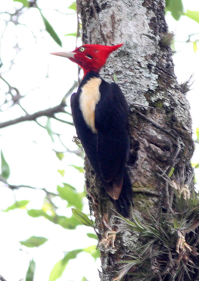 Cream-backed Woodpecker