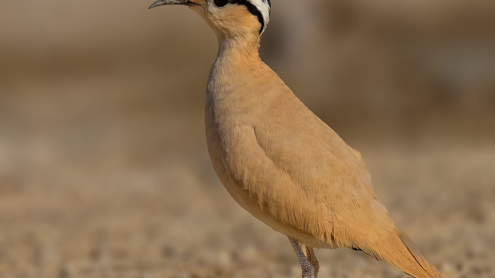 Cream-colored Courser