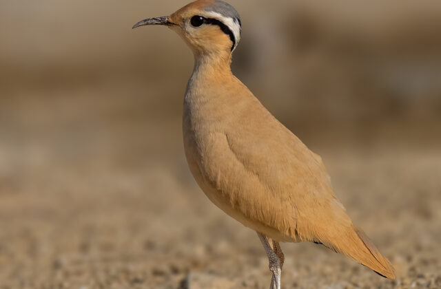 Cream-colored Courser
