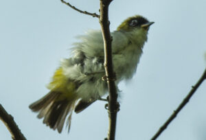 Cream-throated White-eye