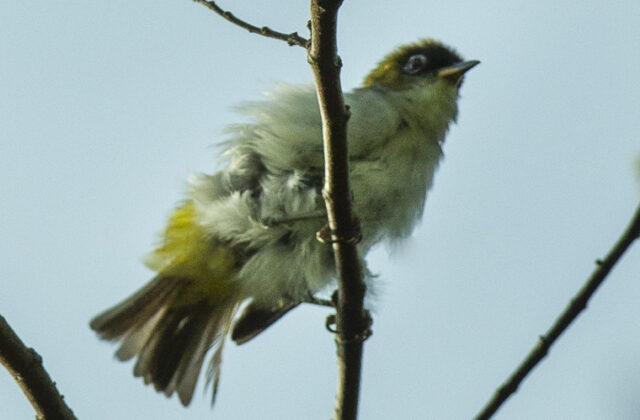 Cream-throated White-eye
