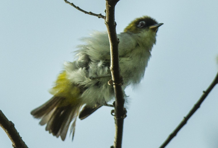Cream-throated White-eye