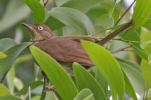 Cream-vented Bulbul