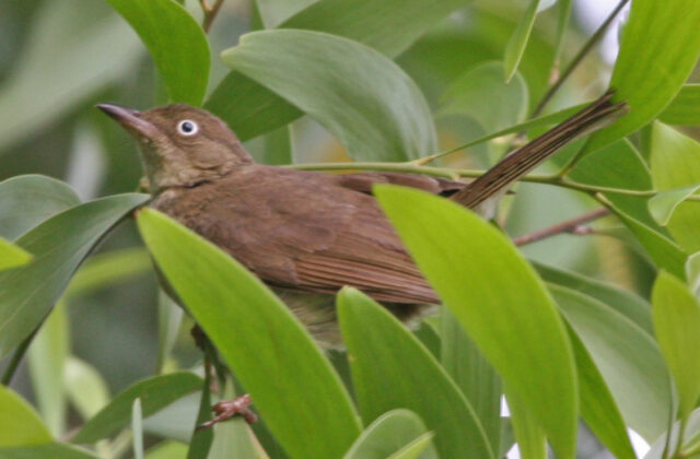 Cream-vented Bulbul
