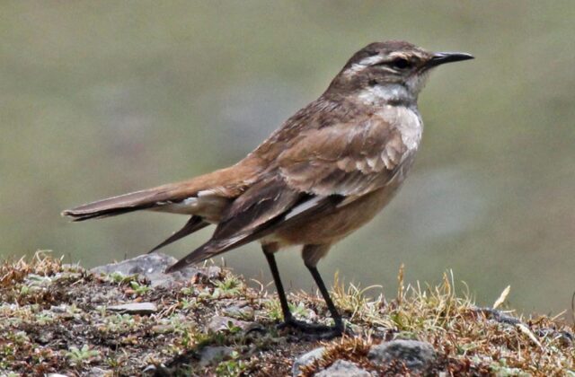 Cream-winged Cinclodes
