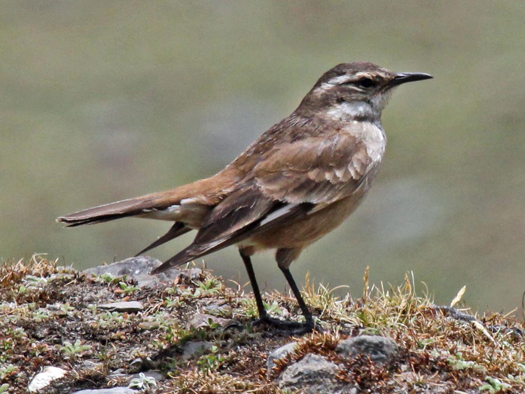Cream-winged Cinclodes