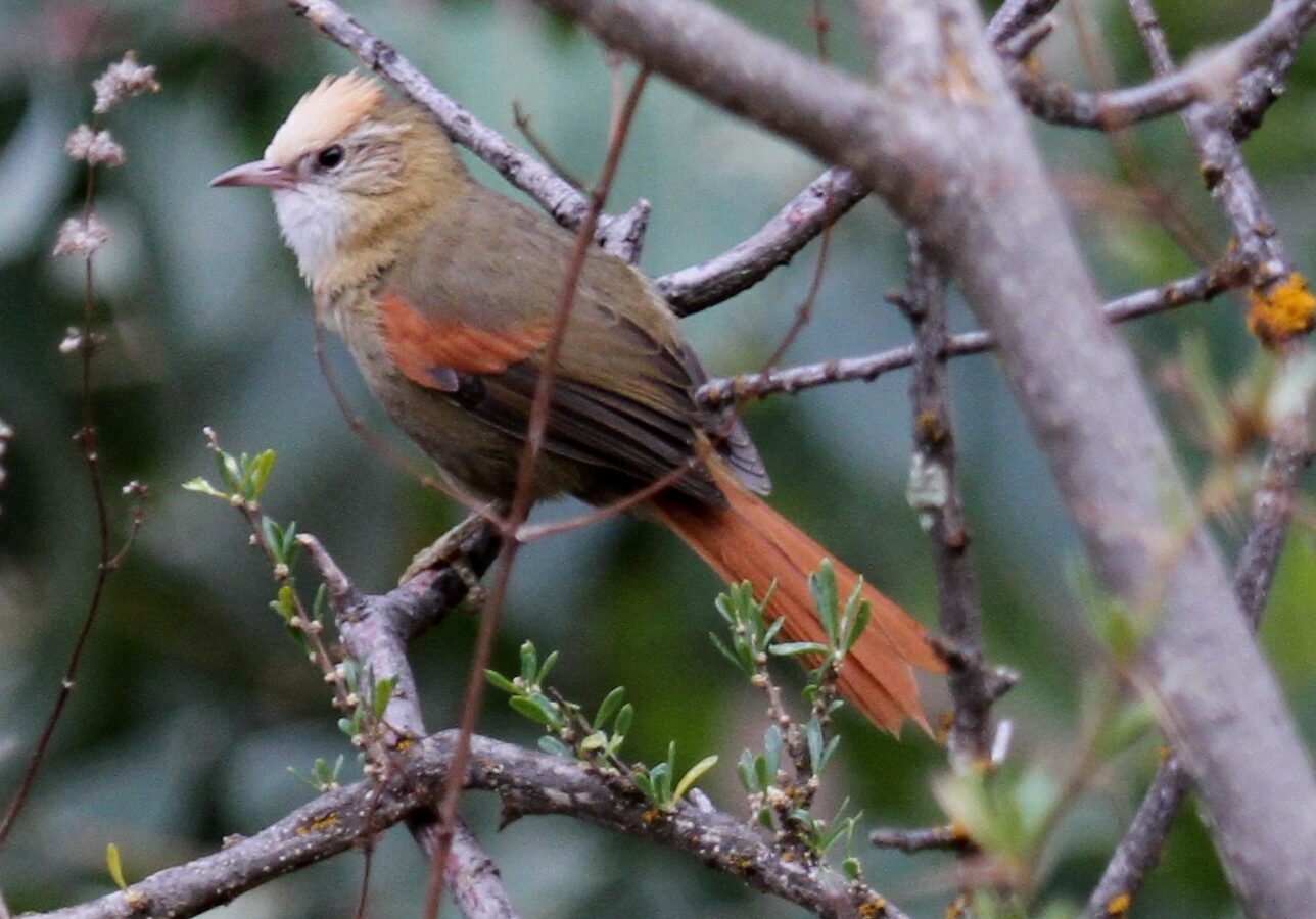 Creamy-crested Spinetail