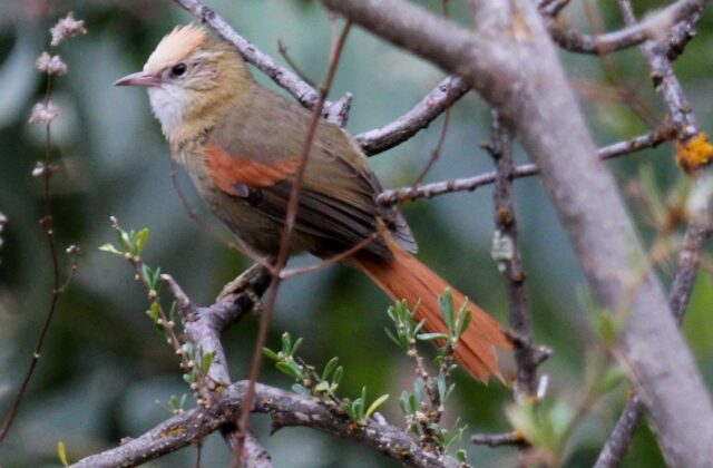 Creamy-crested Spinetail