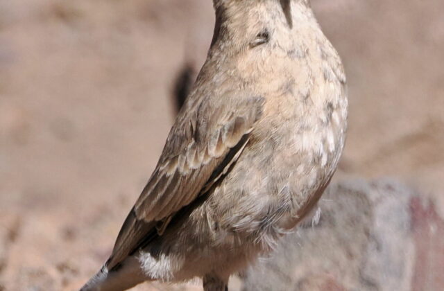 Creamy-rumped Miner