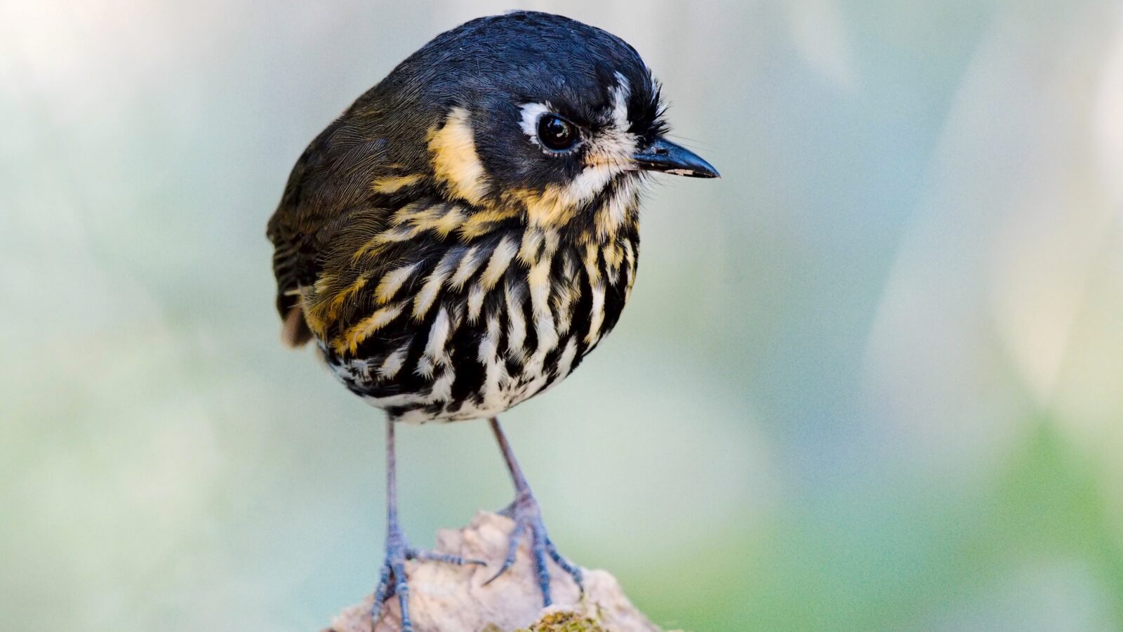 Crescent-faced Antpitta