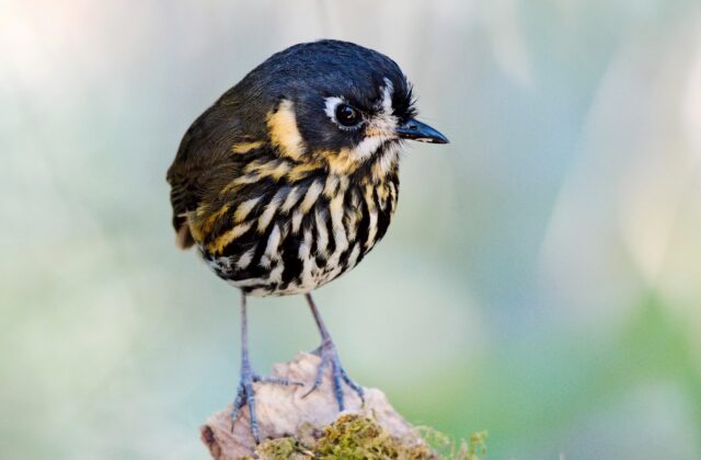 Crescent-faced Antpitta