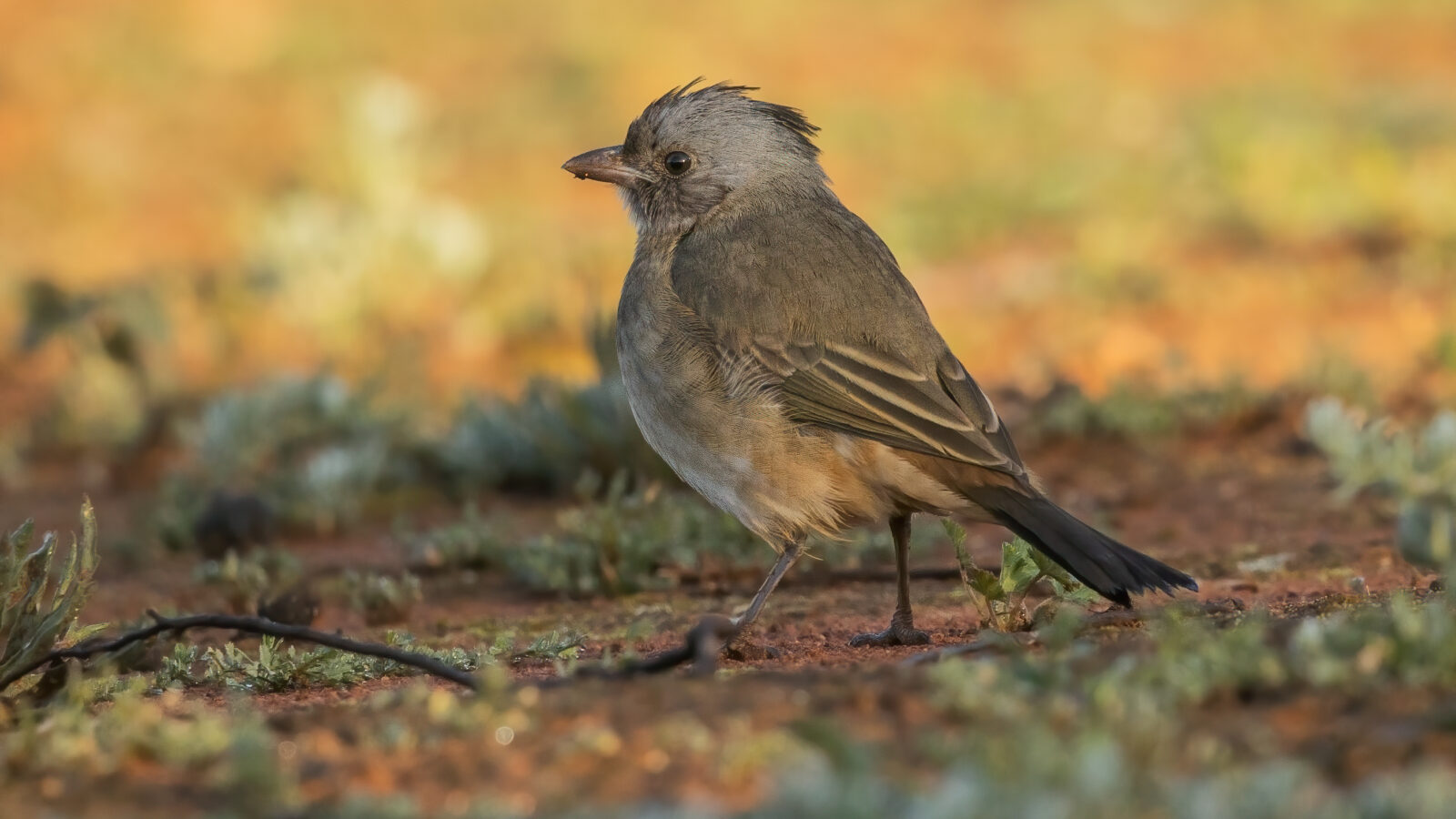 Crested Bellbird