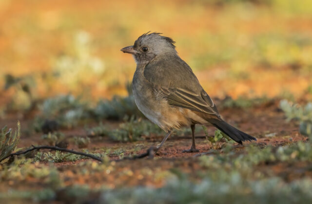 Crested Bellbird