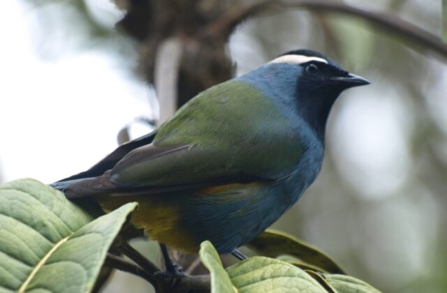 Eastern Crested Berrypecker