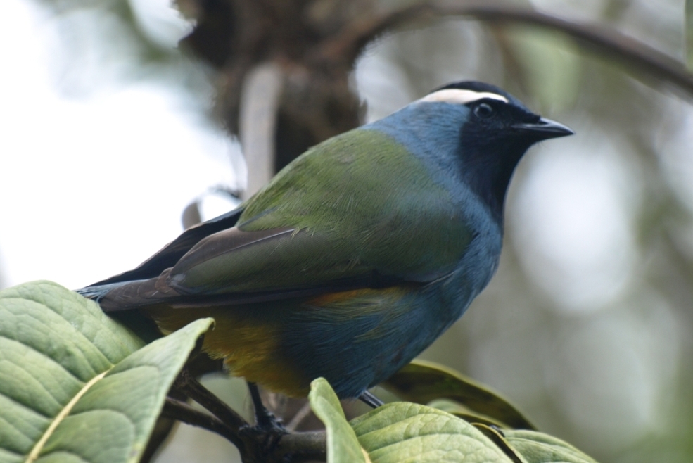 Eastern Crested Berrypecker