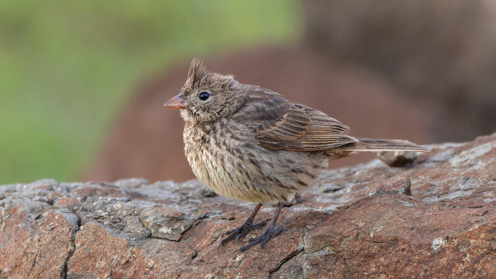 Crested Bunting