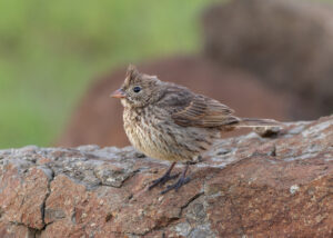 Crested Bunting
