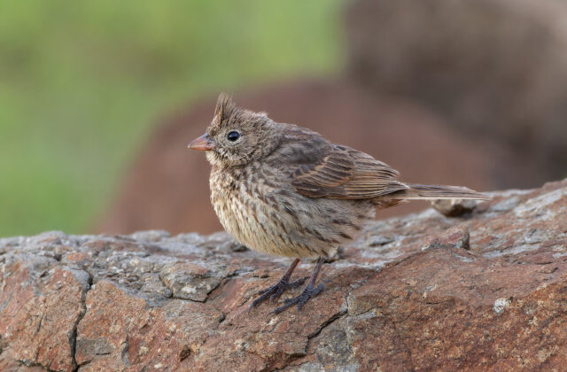 Crested Bunting