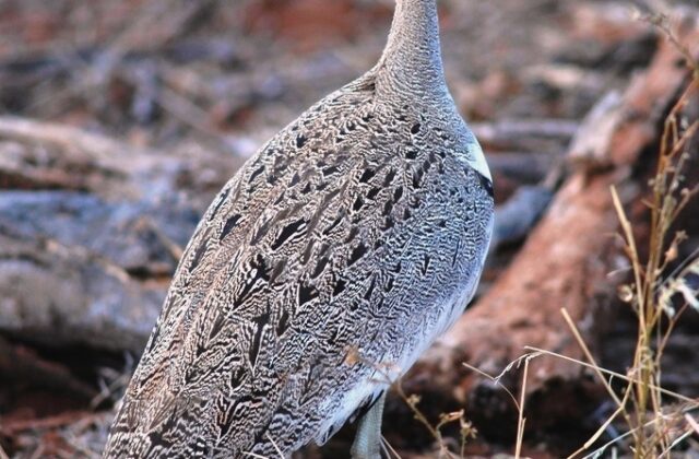 Buff-crested Bustard