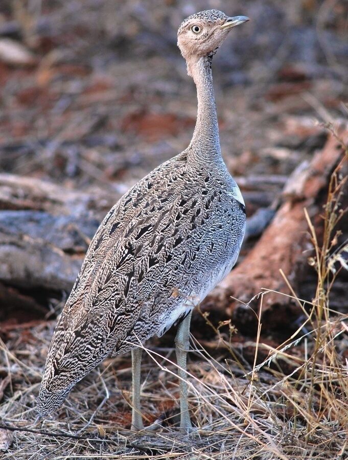 Buff-crested Bustard
