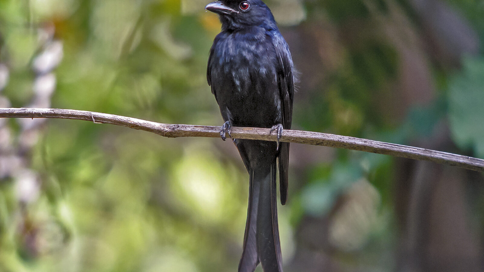 Crested Drongo