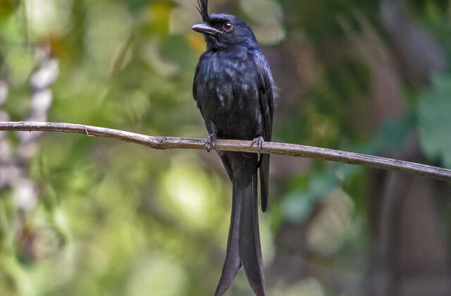 Crested Drongo