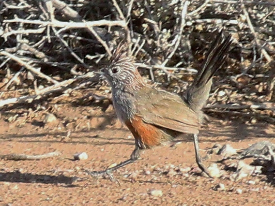 Crested Gallito