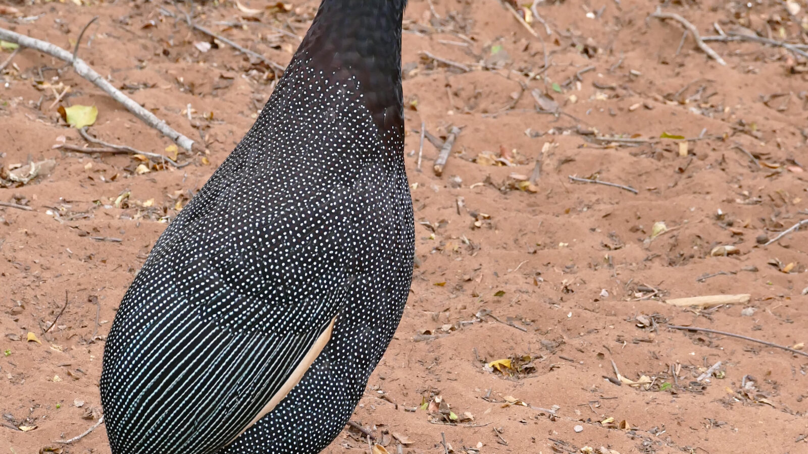 Southern Crested Guineafowl