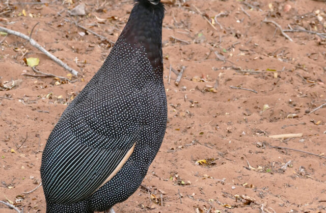 Southern Crested Guineafowl