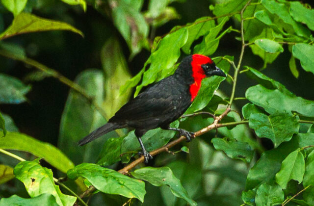 Crested Malimbe