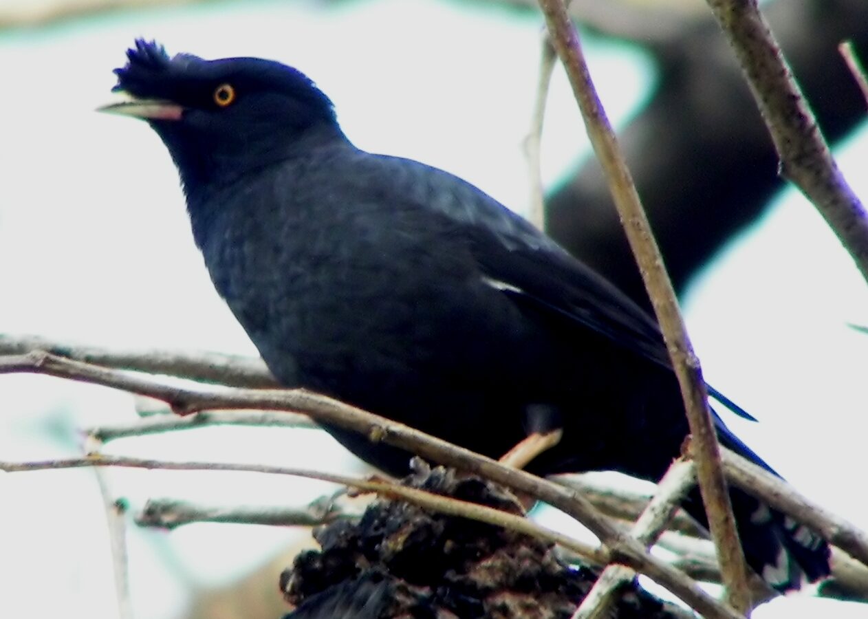 Crested Myna