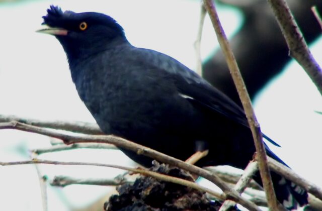 Crested Myna