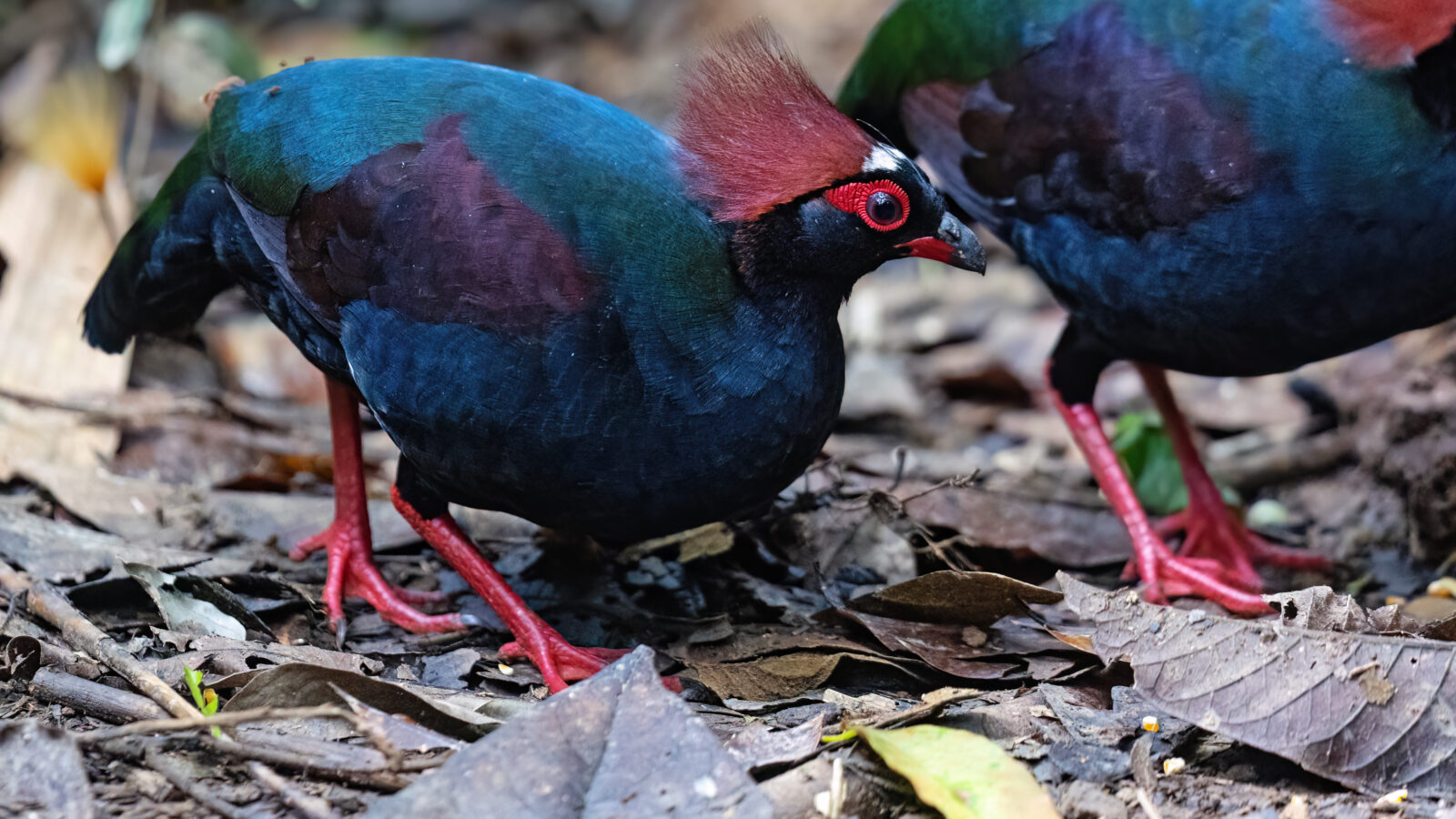 Crested Partridge