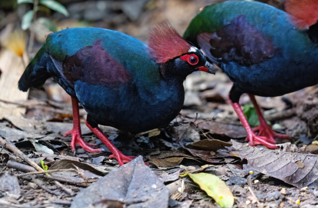 Crested Partridge