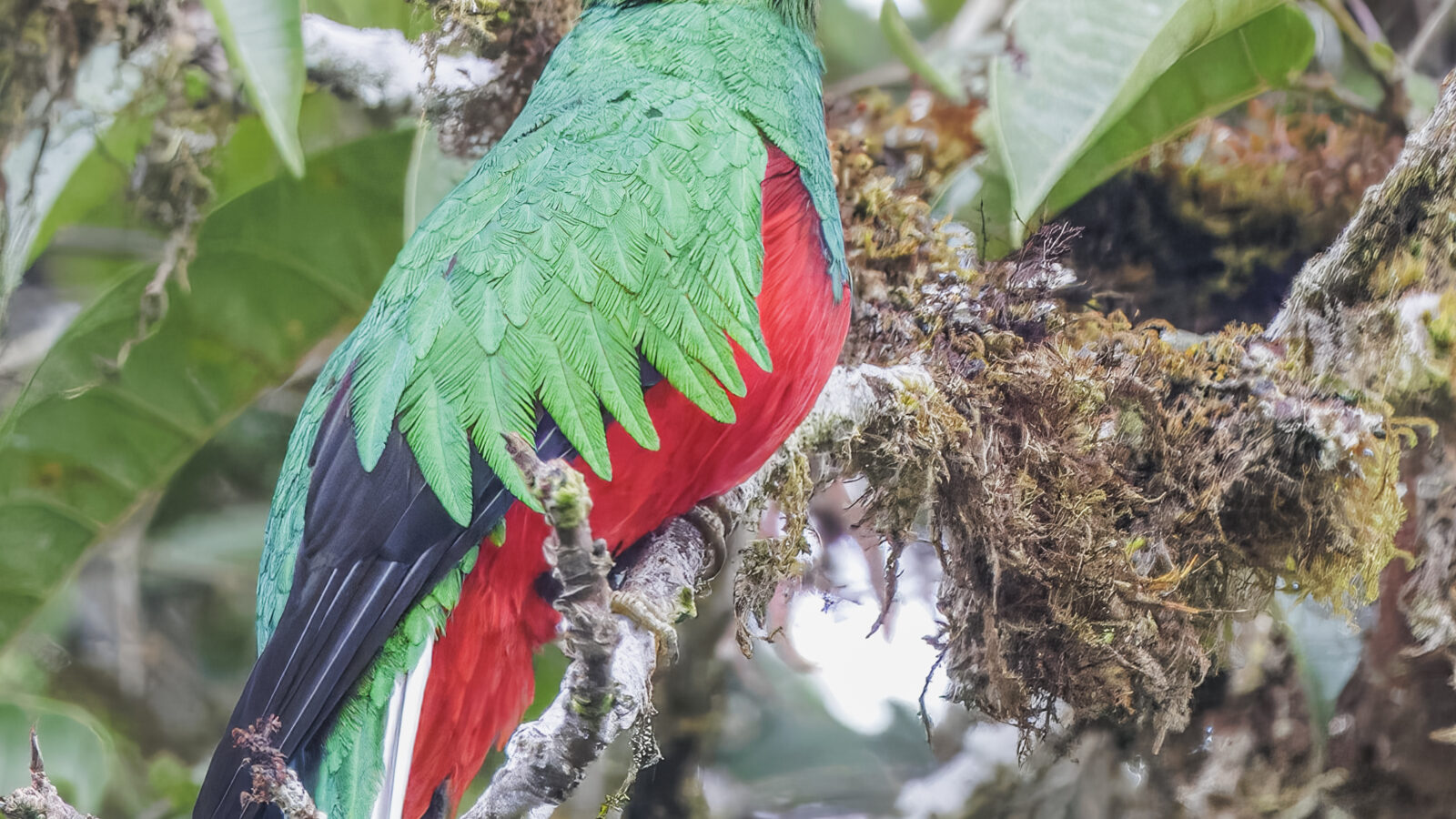 Crested Quetzal