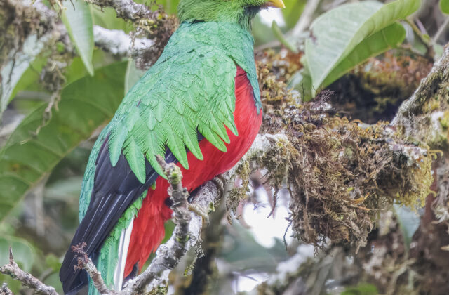 Crested Quetzal