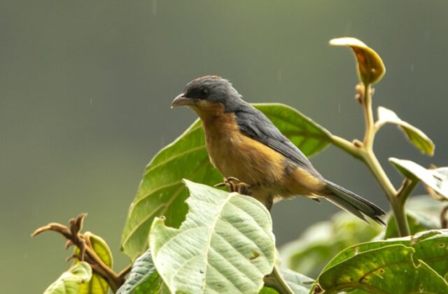 Rufous-crested Tanager