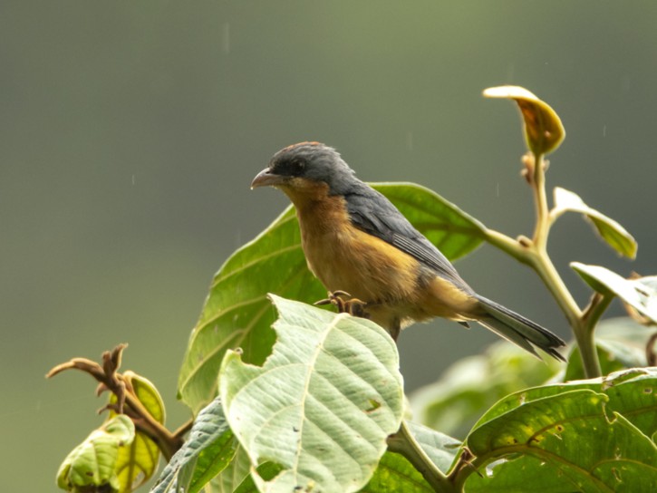 Rufous-crested Tanager