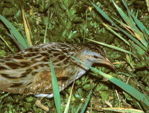 Corn Crake