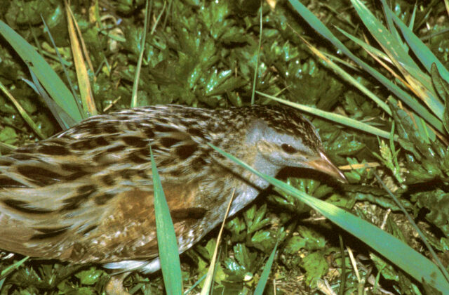 Corn Crake