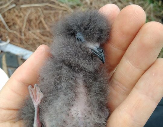 Monteiro’s Storm Petrel