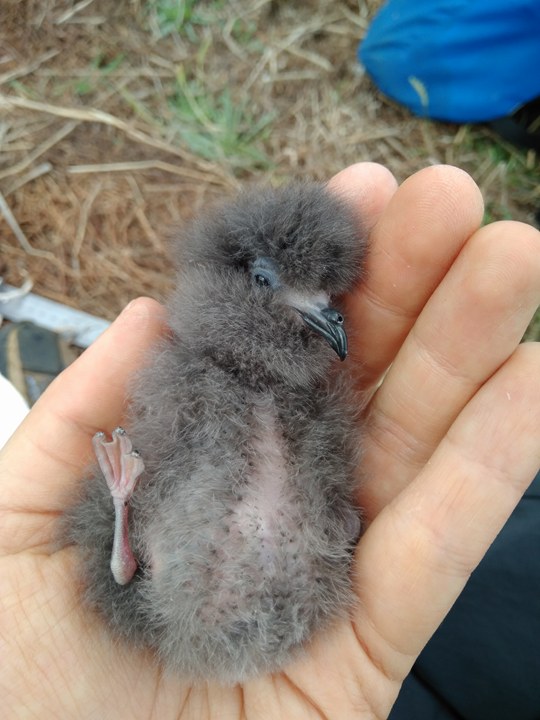 Monteiro’s Storm Petrel