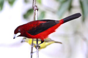 Crimson-backed Tanager